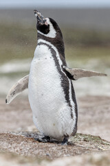 Magellanic Penguin shake down