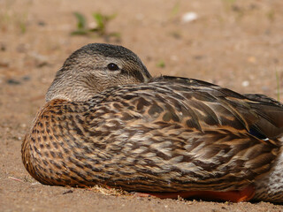 Mallard duck hiding its bill in its feathers
