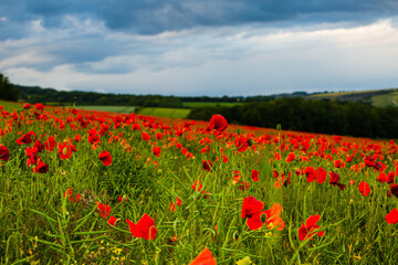 Poppies near Dorchester in June