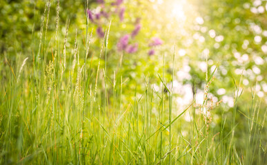Spring and nature background concept, high grass with blurred park and sunlight