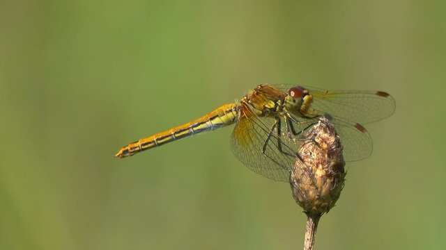 Dragonfly sits on dry branch and waits for prey
