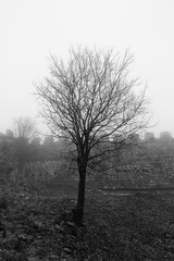 Día de niebla en Santibáñez el Alto