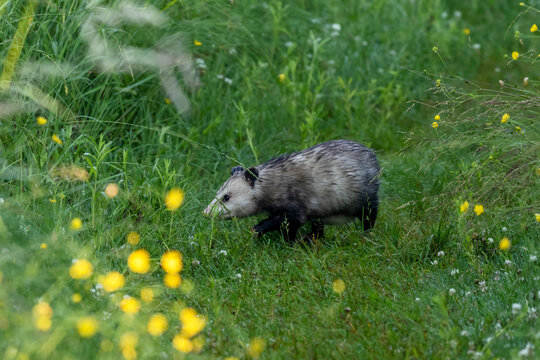 The opossum on a forest trail in the morning dew. Opossum is native American animal.