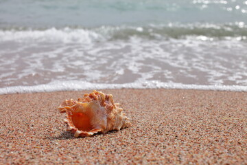 Fototapeta na wymiar Sea shells on the beach. Sandy beach with waves. Summer vacation concept. Holidays by the sea