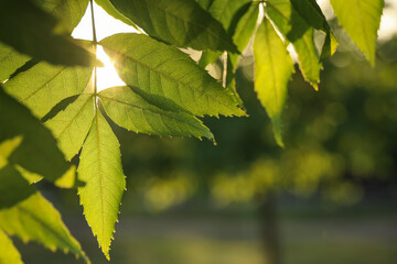 Closeup view of ash tree with young fresh green leaves outdoors on spring day