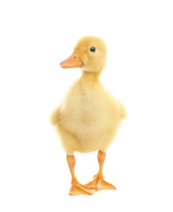 Cute fluffy baby duckling on white background