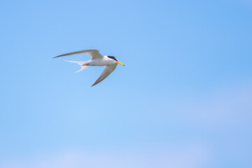 Little Tern flying