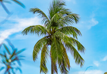 Fototapeta na wymiar Coconut tree and blue sky.