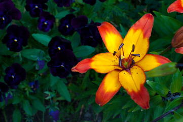 Yellow-red lily on a purple background of pansies.