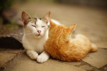 Fototapeta na wymiar White cat and ginger kitten are resting in an embrace in a summer garden.