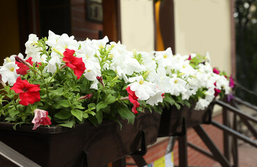 Fototapeta na wymiar Beautiful petunia flowers in plant pots outdoors