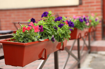 Fototapeta na wymiar Beautiful petunia flowers in plant pot outdoors