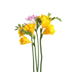 Beautiful colorful freesia flowers on white background