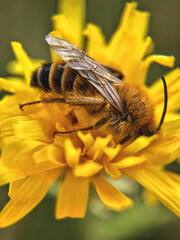 Bee on a yellow flower