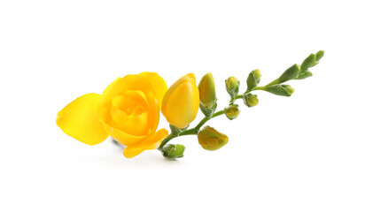 Beautiful yellow freesia flowers on white background