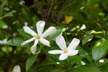 white (Ananta chapha) flower closeup image