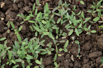 Vegetables plants in a farm