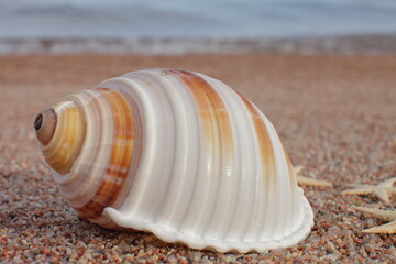 Sea shells on the beach. Sandy beach with waves. Summer vacation concept. Holidays by the sea