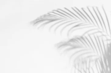 Fototapeten Gray shadow of palm leaves © merrymuuu