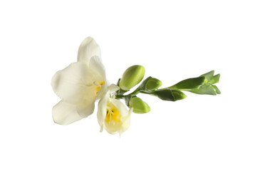 Fototapeta na wymiar Beautiful blooming freesias isolated on white, top view