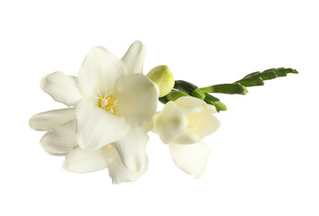 Obraz na płótnie Canvas Beautiful blooming freesias isolated on white, top view