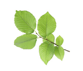Naklejka na ściany i meble Branch of linden tree with young fresh green leaves isolated on white. Spring season