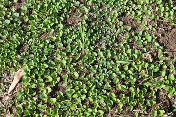 background of green leaves