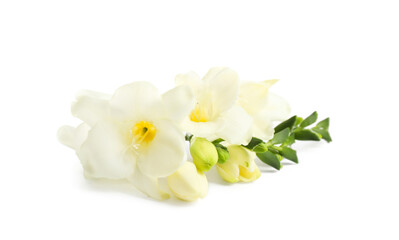 Fototapeta na wymiar Beautiful tender freesia flowers on white background
