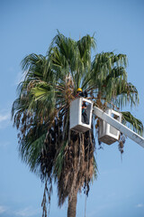 Deforestación de palmera. Obrero en grua cortando arbol. 