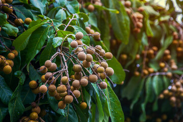 Longan orchards - Tropical fruits young longan in Chiangmai, Thailand.