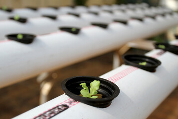 Lettuce starts to grow inside the netpot. This lettuce is developed in a greenhouse or organic farm to meet the supply of vegetables to customers.