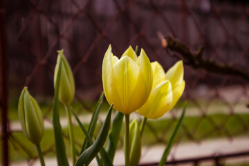 Fototapeta premium yellow tulips in the garden
