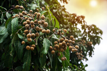 Longan orchards - Tropical fruits young longan in Chiangmai, Thailand.