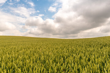 Fototapeta premium Field of wheat with sky
