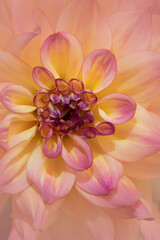 closeup of pink dahlia flower