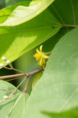close up of yellow flower