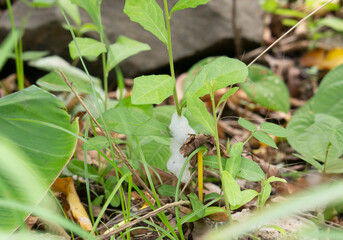 Snake poison on plant 