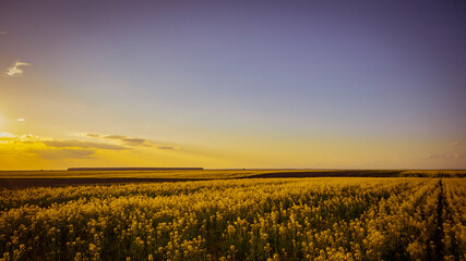 sunset over wheat field