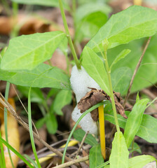 Obraz premium Snake poison on plant 