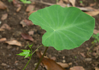 close up of a green leaf