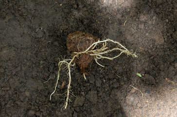 wild onion roots in soil closeup 
