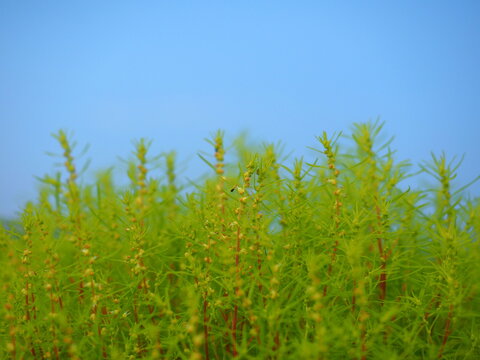 Green Kokia Flower