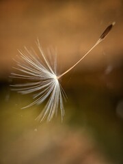 Dandelion seed in a spider web