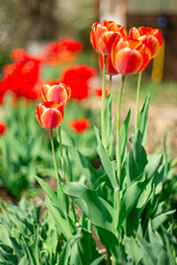 Group of colorful tulip. colorful background