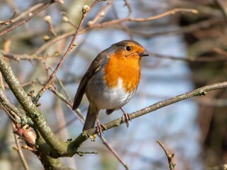 single robin sitting in a tree