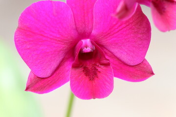 Purple orchid in close-up approach