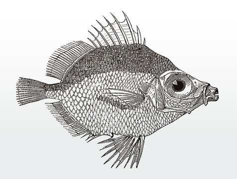 Boarfish, capros aper from the Atlantic Ocean in side view after an antique illustration from the 19th century