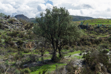Fototapeta na wymiar olive tree surrounded by grass and bushes
