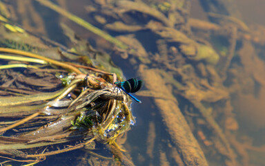 blue flying adder water insect