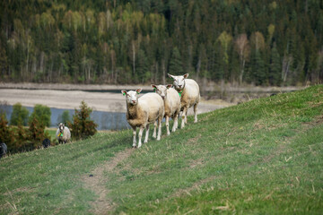 Fototapeta na wymiar Sheep on hill